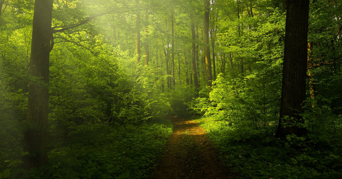 Une aventure en forêt au cœur de tes aspirations scolaires et professionnelles